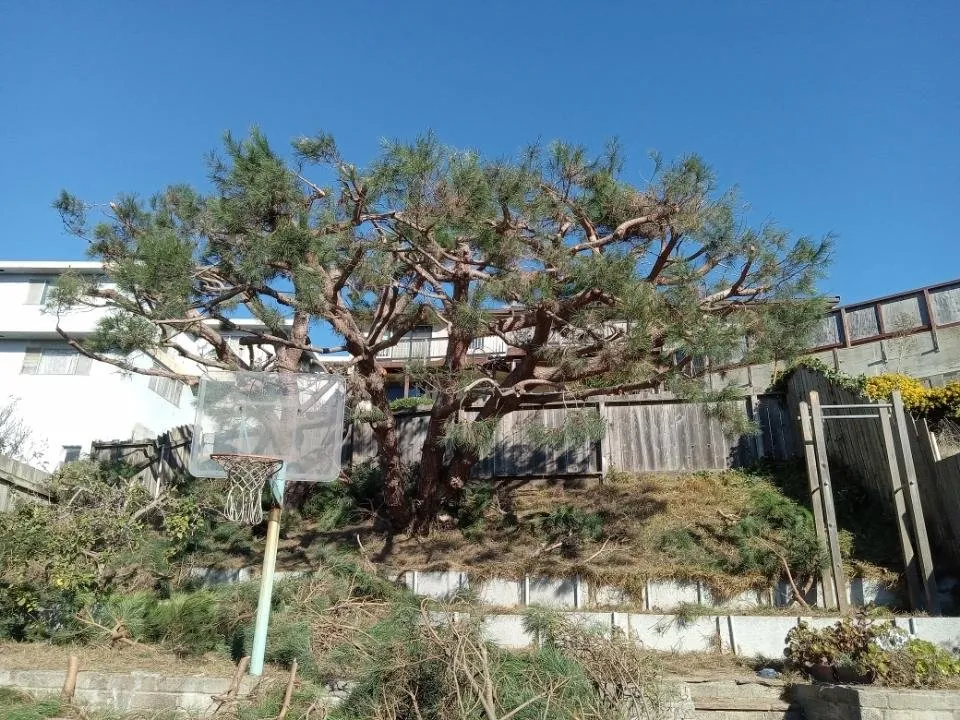 Professional landscaping services in Pacifica, CA by Gilberto's Landscape & Gardening