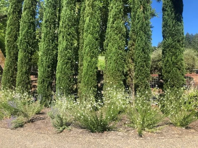 Custom lawn mowing service in Healdsburg, CA - Gilberto’s Landscaping Services