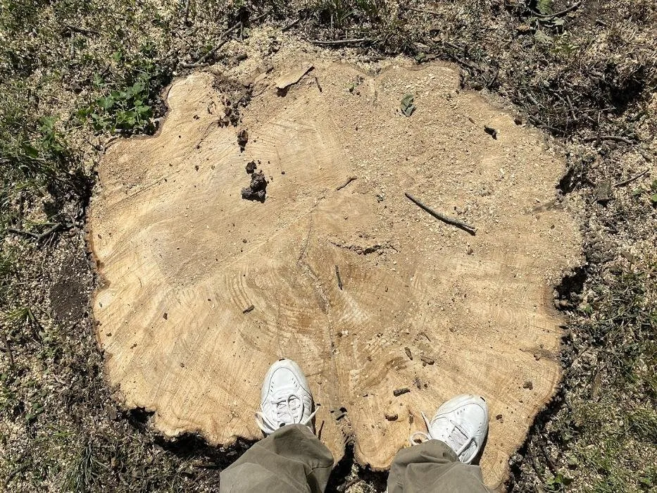 Affordable yard maintenance in Kansas City, MO - Gilbert's Stump Grinding and Landscaping