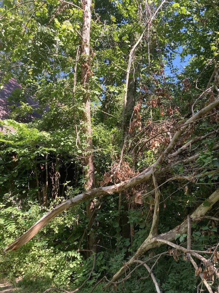 Local yard maintenance in Kansas City, MO - Gilbert's Stump Grinding and Landscaping