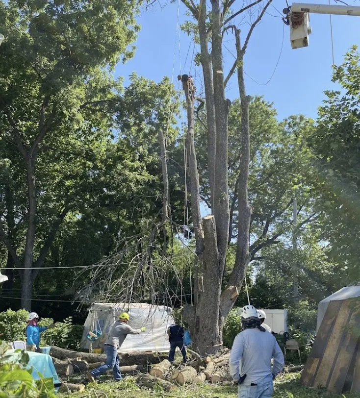 Trusted yard cleanup service for residential properties in Kansas City, MO by Gilbert's Stump Grinding and Landscaping