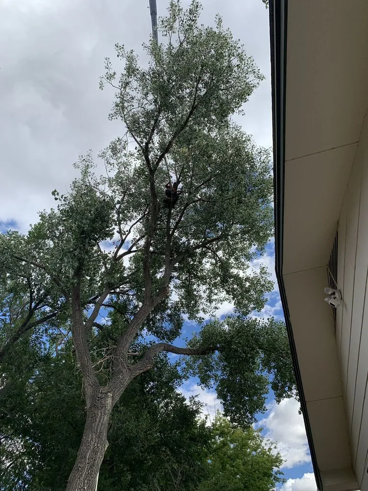 Trusted landscape installation in Fountain, CO - Gilbert's Tree & Landscape