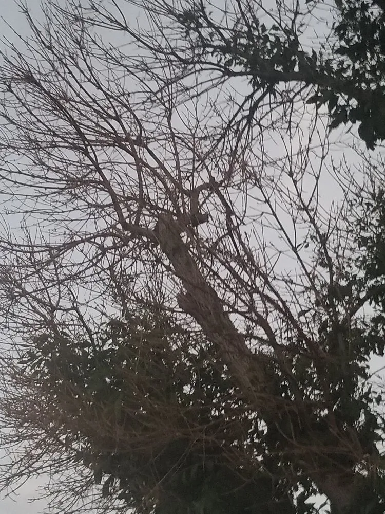 Trusted yard cleanup service in Fountain, CO - Gilbert's Tree & Landscape