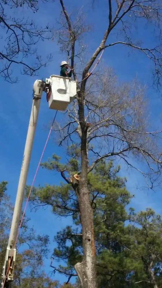 Top-rated lawn mowing service for beautiful yards across Houston, TX - Gilbert's Tree Service