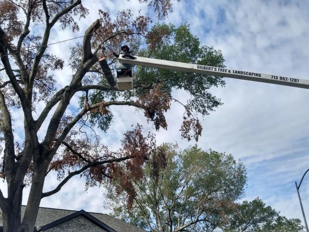 Local yard maintenance for homes across Houston, TX - Gilbert's Tree Service