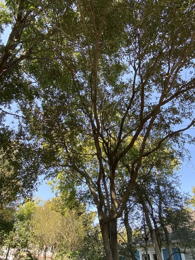 Top-rated landscaping services experts serving Houston, TX - Gilbert's Tree Service