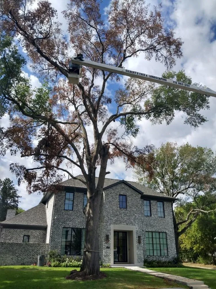 Top-rated lawn care service in Houston, TX by Gilbert's Tree Service