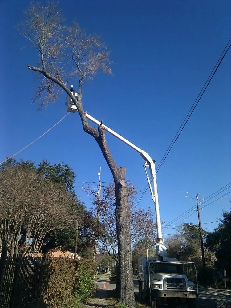 Top-rated outdoor landscaping for year-round maintenance in Houston, TX by Gilbert's Tree Service