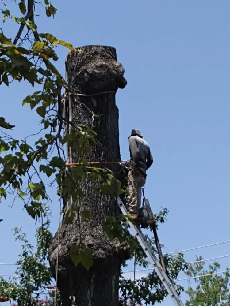 Top-rated yard maintenance in Houston, TX by Gilbert's Tree Service