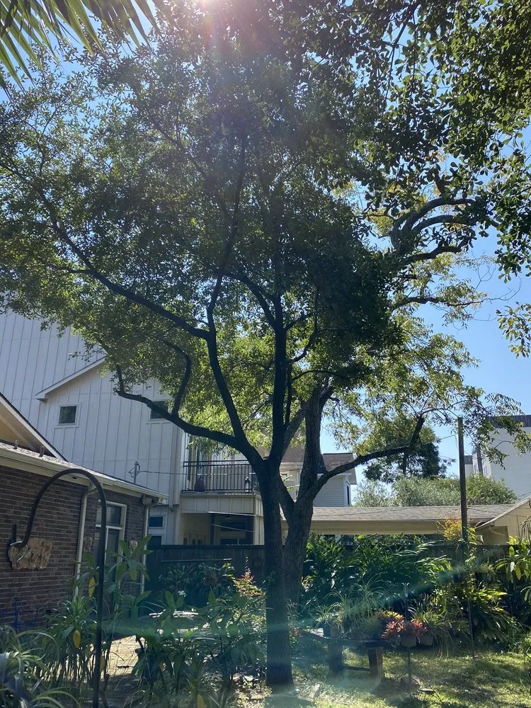 Trusted landscape design in Houston, TX by Gilbert's Tree Service