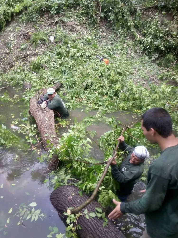 Reliable lawn care service experts serving Houston, TX - Gilbert's Tree Service