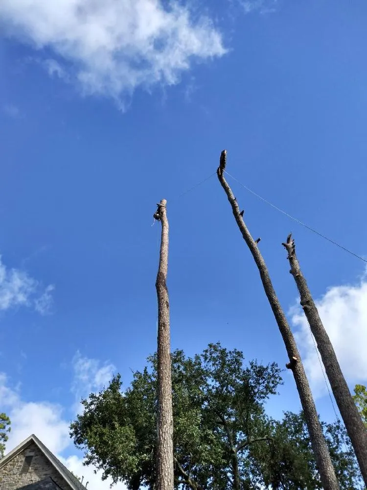 Custom landscape design for homes in Houston, TX by Gilbert's Tree Service