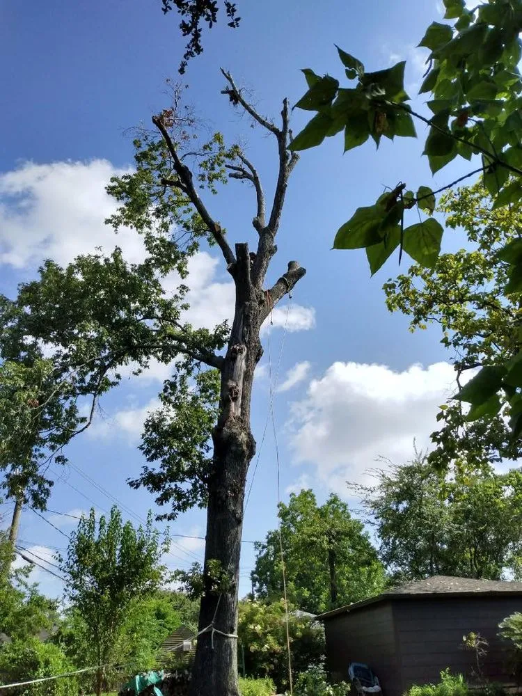 Expert yard cleanup service in Houston, TX by Gilbert's Tree Service