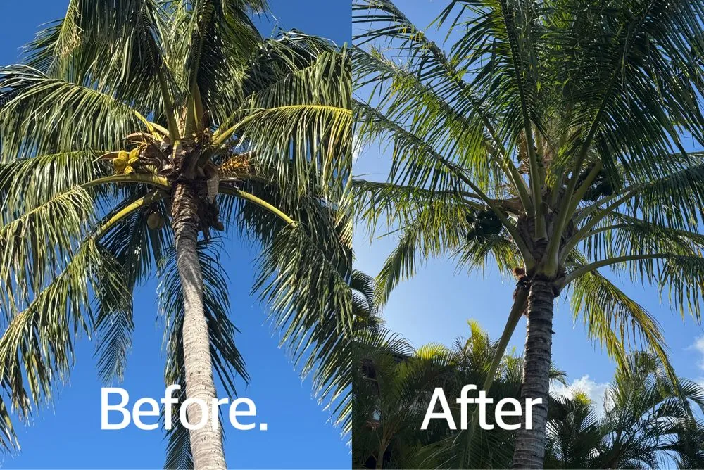 Reliable lawn mowing service in Waipahu, HI by Gilberts Yard and Tree Trimming