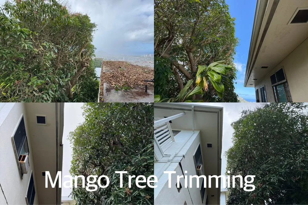 Custom yard cleanup service for beautiful yards across Waipahu, HI - Gilberts Yard and Tree Trimming