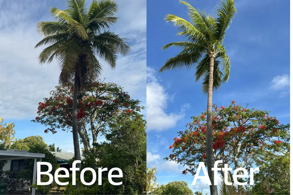 Custom yard maintenance experts serving Waipahu, HI - Gilberts Yard and Tree Trimming