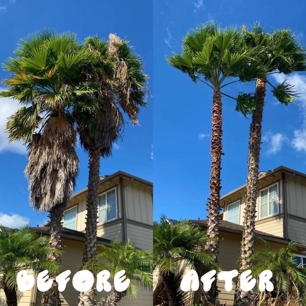 Local yard maintenance experts serving Waipahu, HI - Gilberts Yard and Tree Trimming