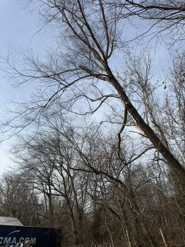 Reliable garden landscaping for homes across Mayfield, KY - Gillespies Tree Service And Landscaping