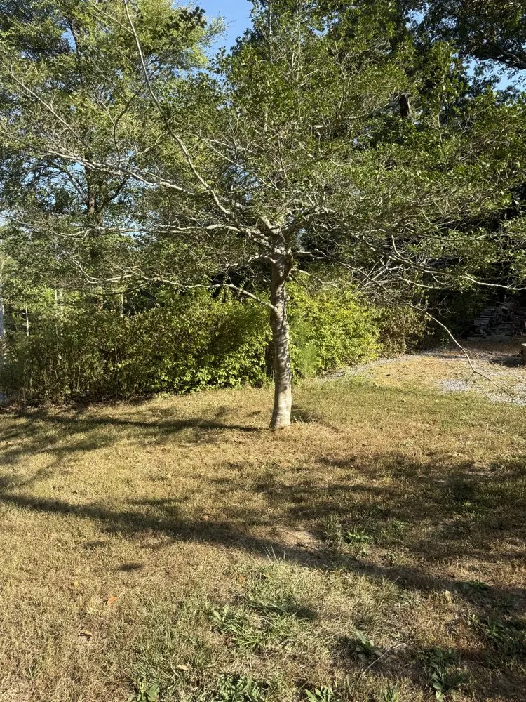 Affordable residential landscaping in Mayfield, KY by Gillespies Tree Service And Landscaping