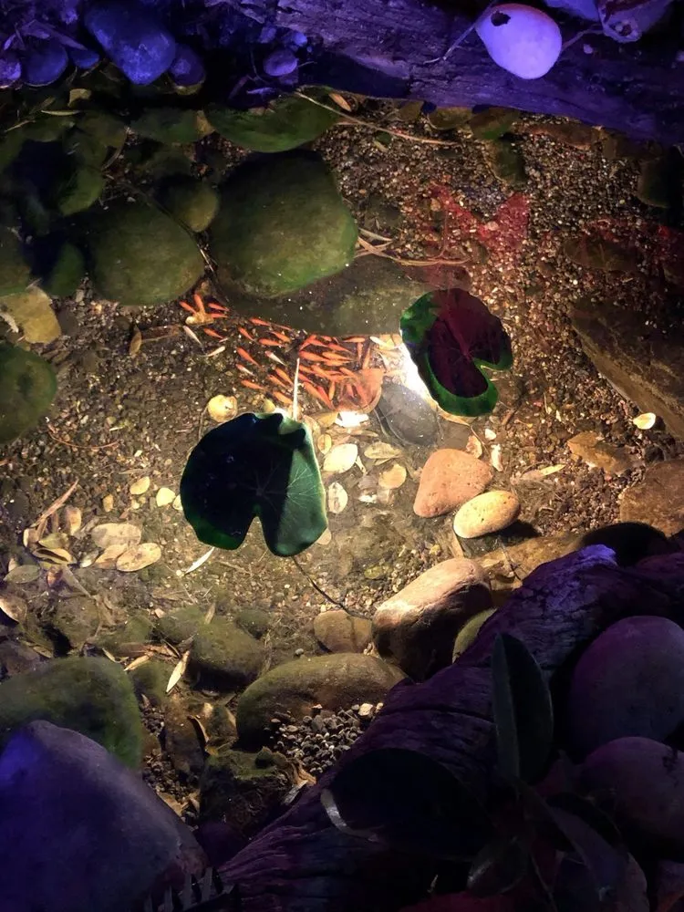 Top-rated garden landscaping in Scottsdale, AZ - Gilligan's Paradise Creations