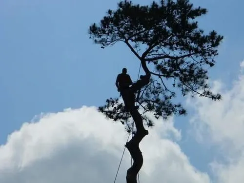 Custom yard cleanup service for year-round maintenance in Berlin, MD by Gillin Tree Service