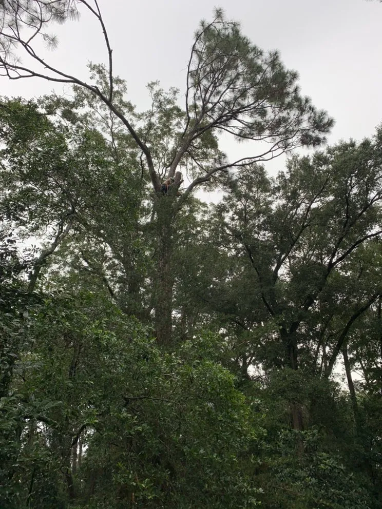 Trusted yard cleanup service in Monticello, FL - Gillmore Green Lawn Care and Tree Removal