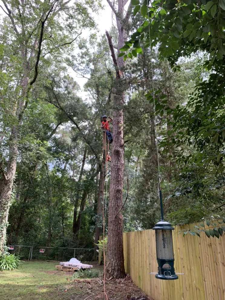 Top-rated landscaping services experts serving Monticello, FL - Gillmore Green Lawn Care and Tree Removal