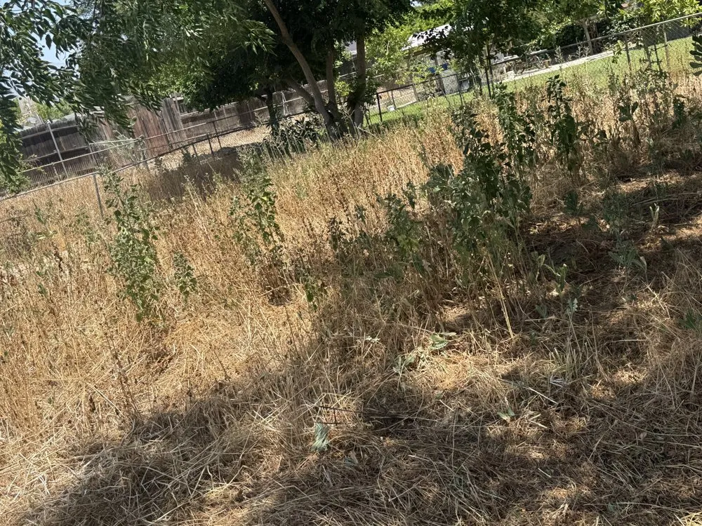 Reliable lawn care service for year-round maintenance across San Bernardino, CA - Gilly’s Lawn Service