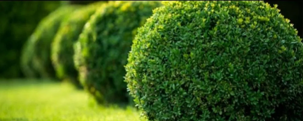 Reliable lawn care service experts serving Hemet, CA - Gil's Landscape Services