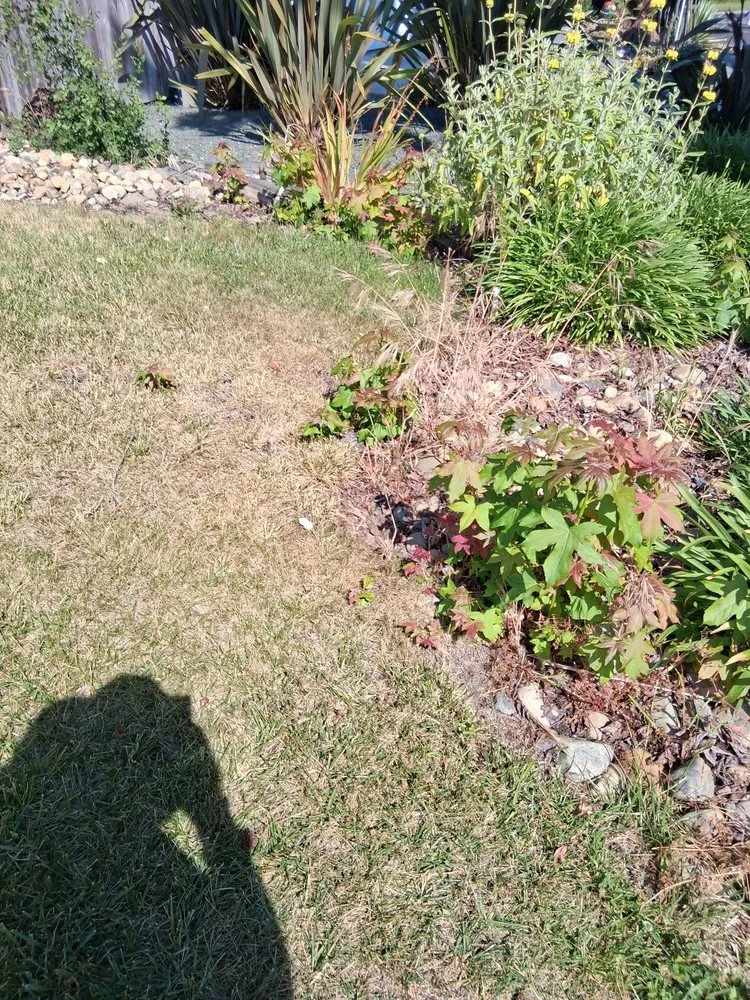 Professional lawn care service experts serving Napa, CA - Gil's Little