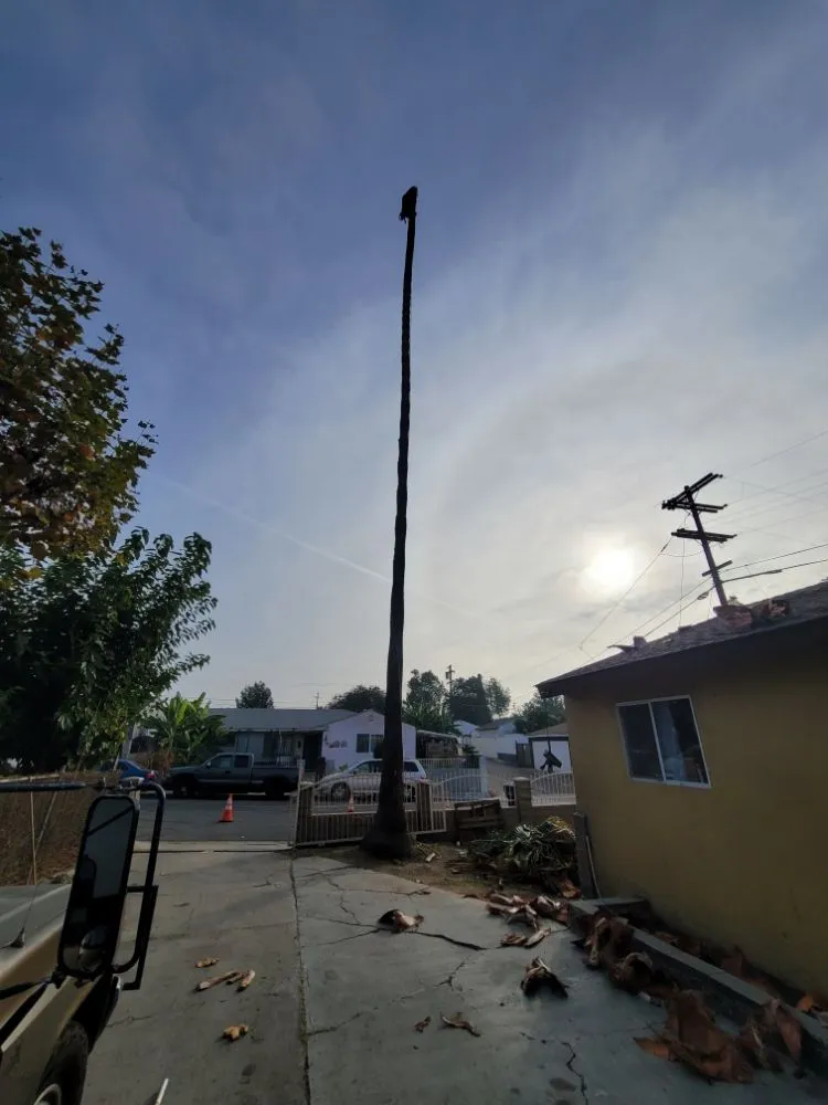 Professional outdoor landscaping in San Diego, CA - Gil's Maintenance