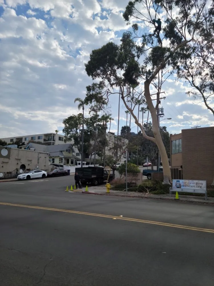 Custom landscape installation in San Diego, CA - Gil's Maintenance