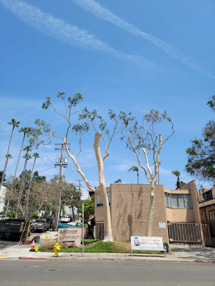 Professional residential landscaping in San Diego, CA by Gil's Maintenance