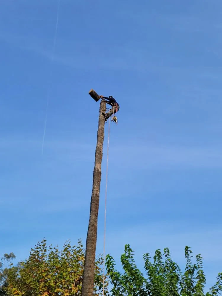 Expert garden landscaping near you across San Diego, CA - Gil's Maintenance