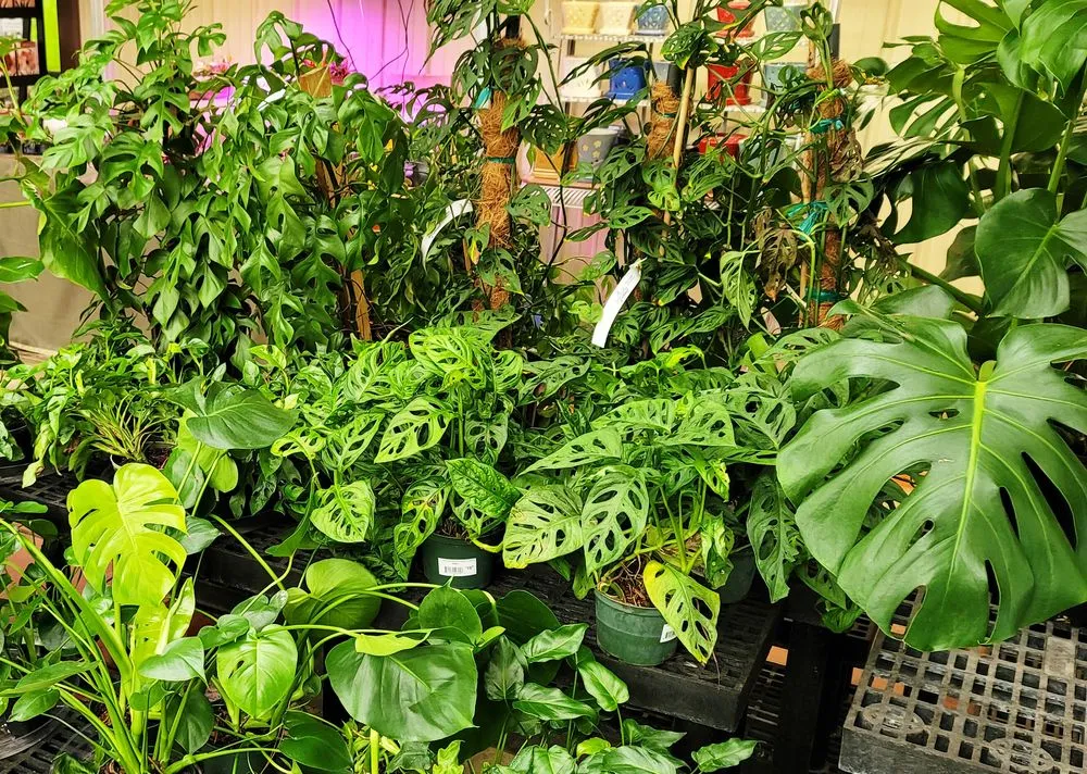 Affordable lawn mowing service for outdoor upgrades across Granger, IN - Ginger Valley