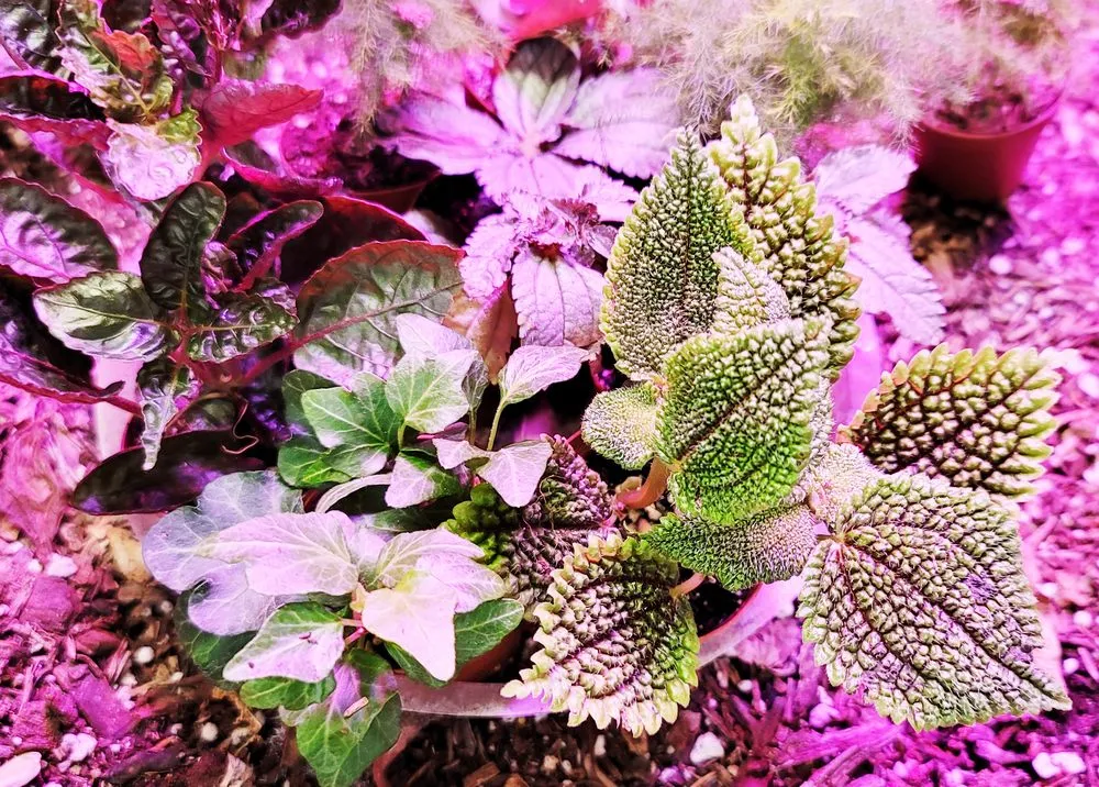 Reliable yard cleanup service experts serving Granger, IN - Ginger Valley