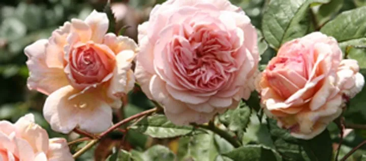 Affordable lawn care service experts serving Granger, IN - Ginger Valley