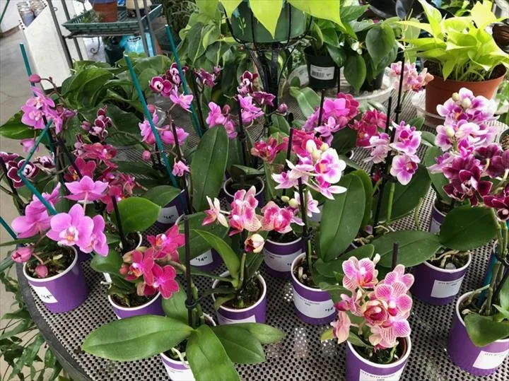 Top-rated landscape design in Granger, IN - Ginger Valley