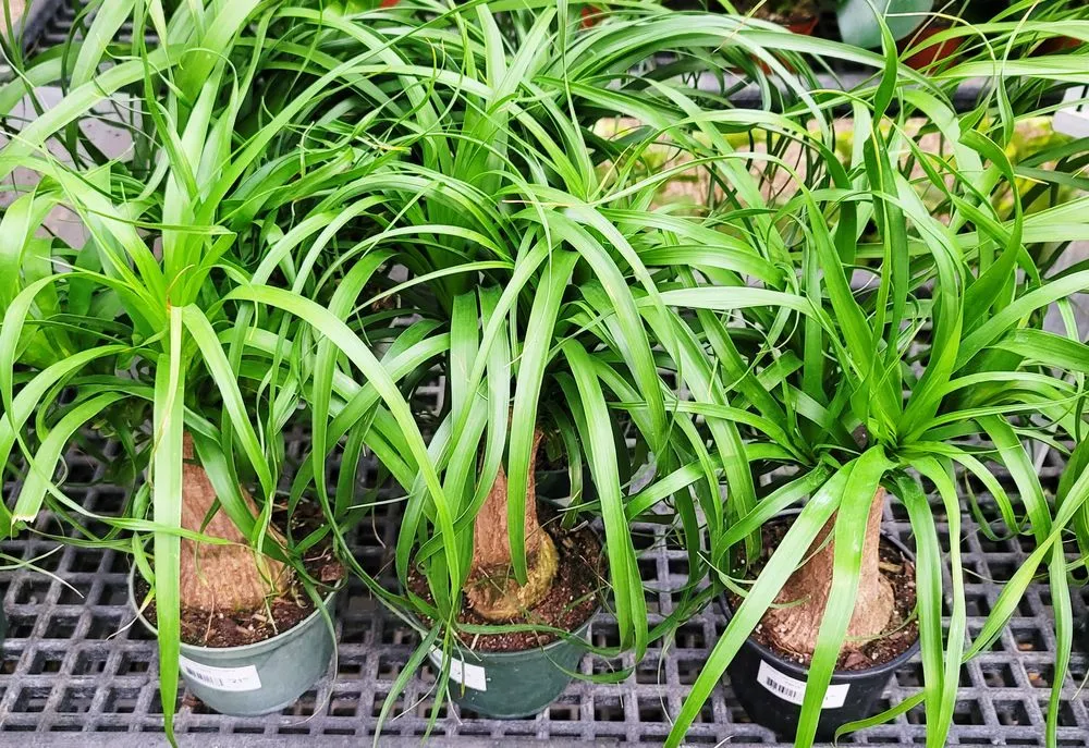 Custom landscaping services experts serving Granger, IN - Ginger Valley