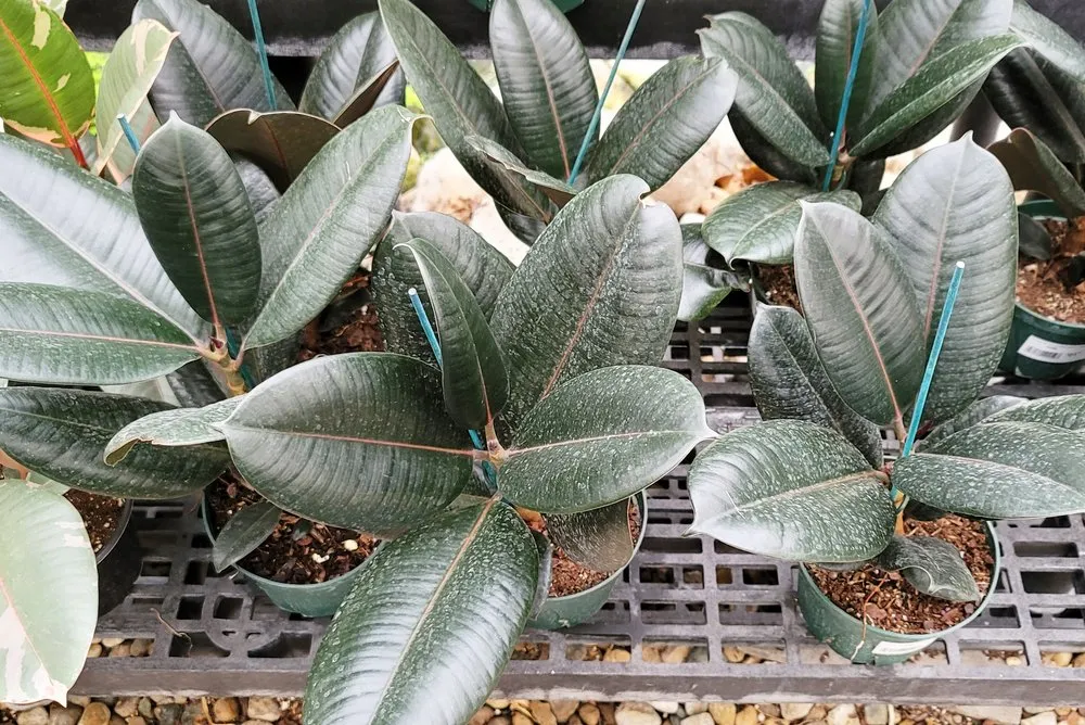 Top-rated lawn care service for year-round maintenance in Granger, IN by Ginger Valley