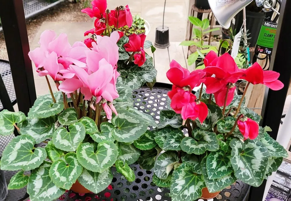 Custom garden landscaping for year-round maintenance across Granger, IN - Ginger Valley