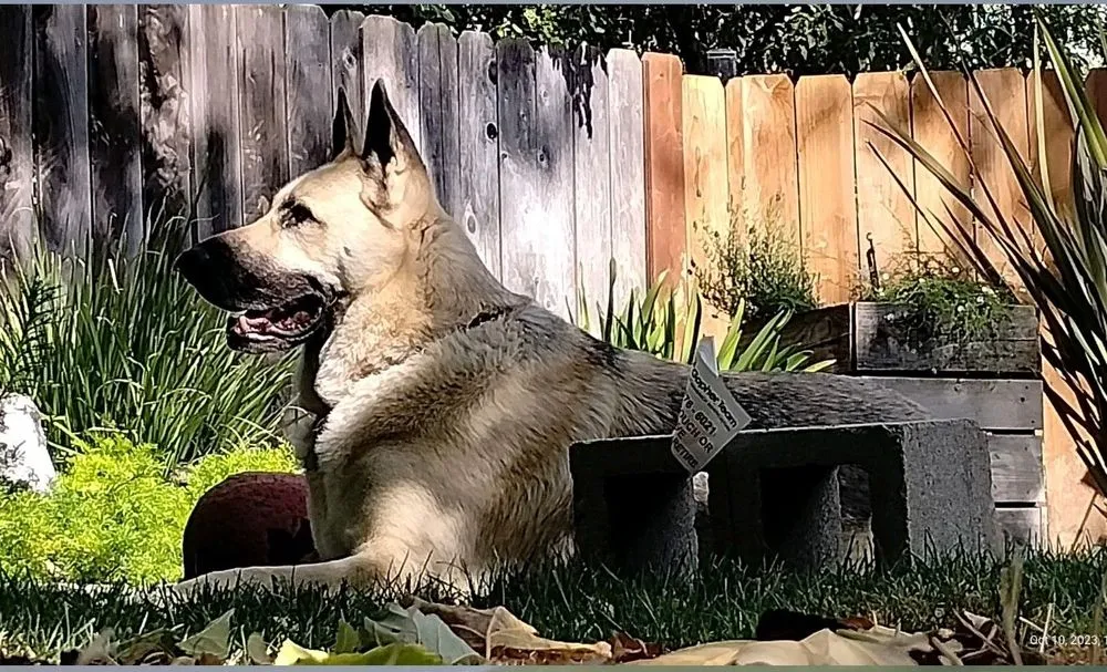 Professional outdoor landscaping for residential properties in Concord, CA by Gingrich Horticulture Service