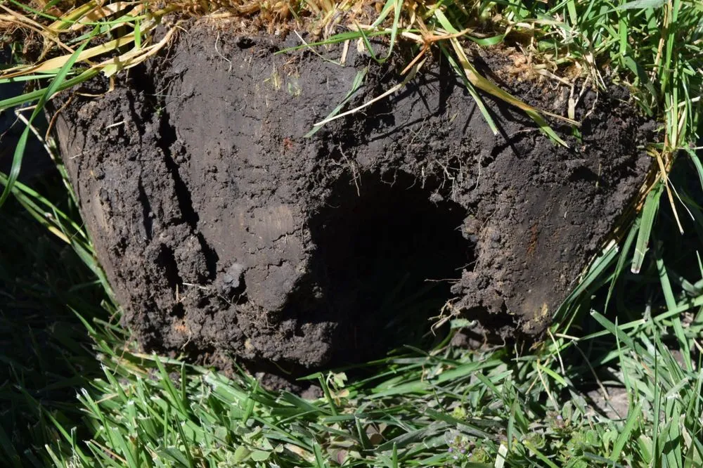 Trusted landscape design experts serving Concord, CA - Gingrich Horticulture Service