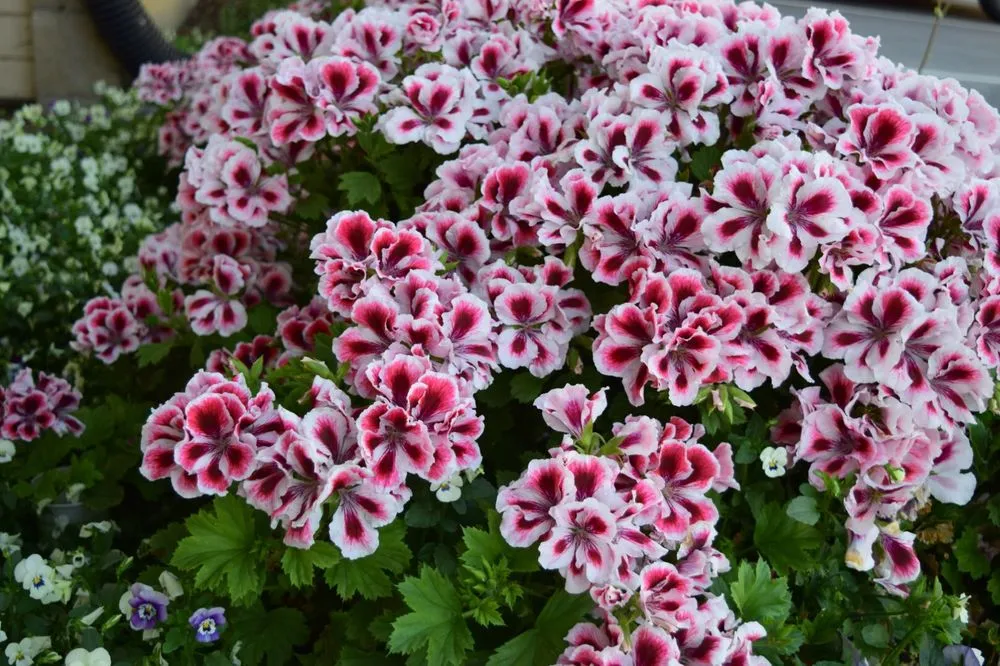 Expert yard cleanup service in Concord, CA - Gingrich Horticulture Service