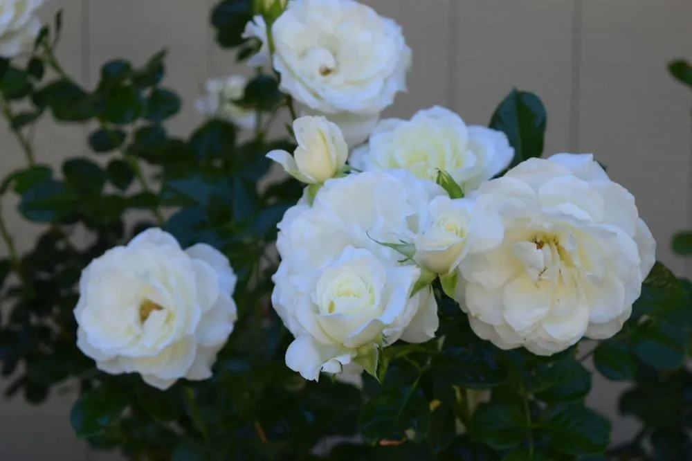 Custom residential landscaping in Concord, CA - Gingrich Horticulture Service