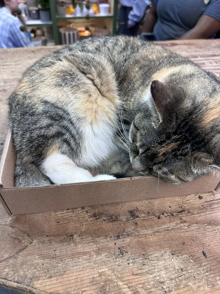 Trusted lawn mowing service in Washington DC, DC - Ginkgo Gardens