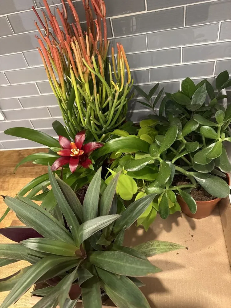 Affordable yard maintenance in Washington DC, DC by Ginkgo Gardens