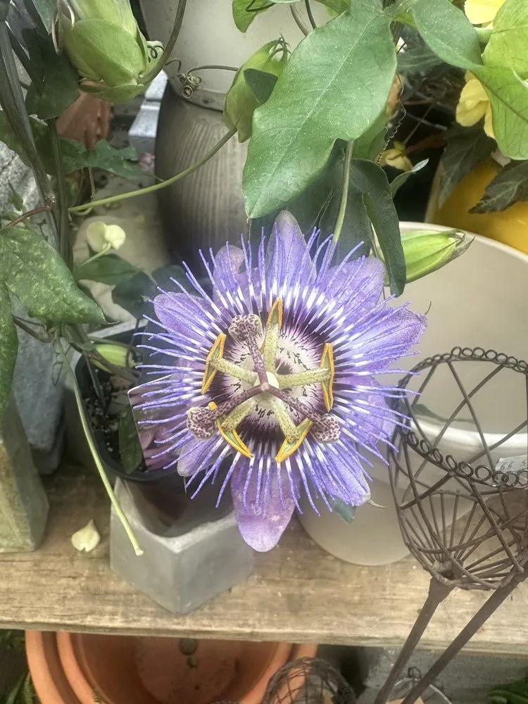 Trusted yard cleanup service in Washington DC, DC by Ginkgo Gardens