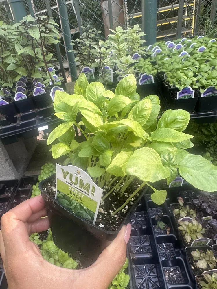 Affordable yard maintenance in Washington DC, DC by Ginkgo Gardens