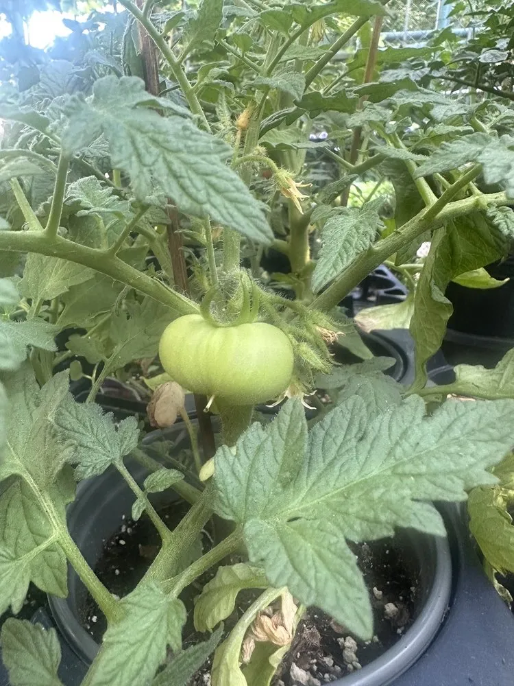 Reliable lawn mowing service for outdoor upgrades across Washington DC, DC - Ginkgo Gardens